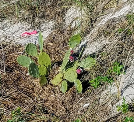 prickly-pear