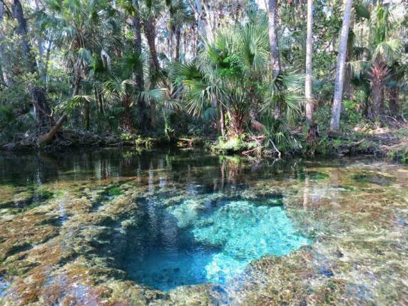 chassahowitzka-spring