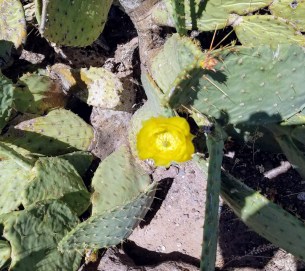 prickly pear