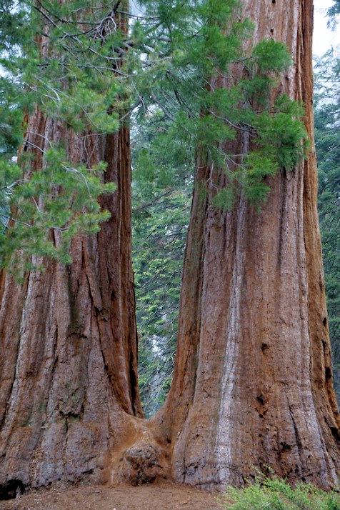 sequoia
